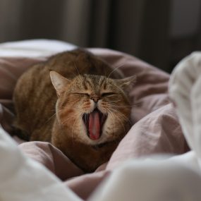 cat, yawns, yawning-4542301.jpg