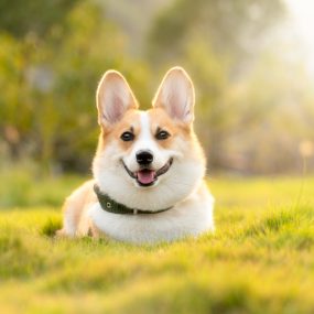 dog, corgi, cute-4988985.jpg