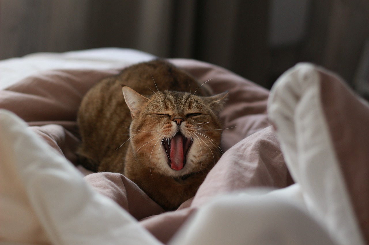 cat, yawns, yawning-4542301.jpg